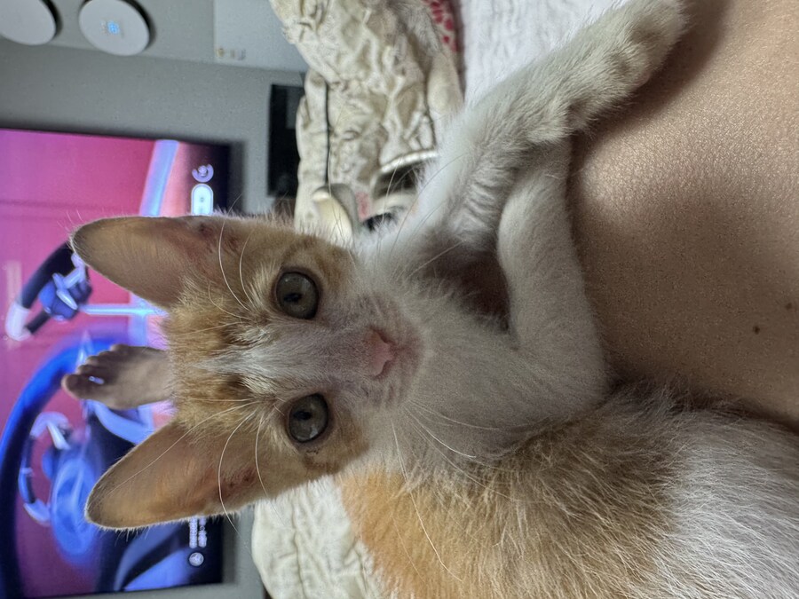 줍고보니 개냥이_4.jpg