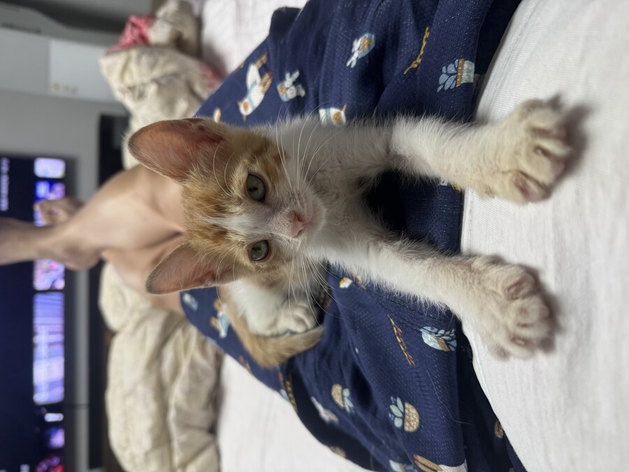 줍고보니 개냥이_5.jpg