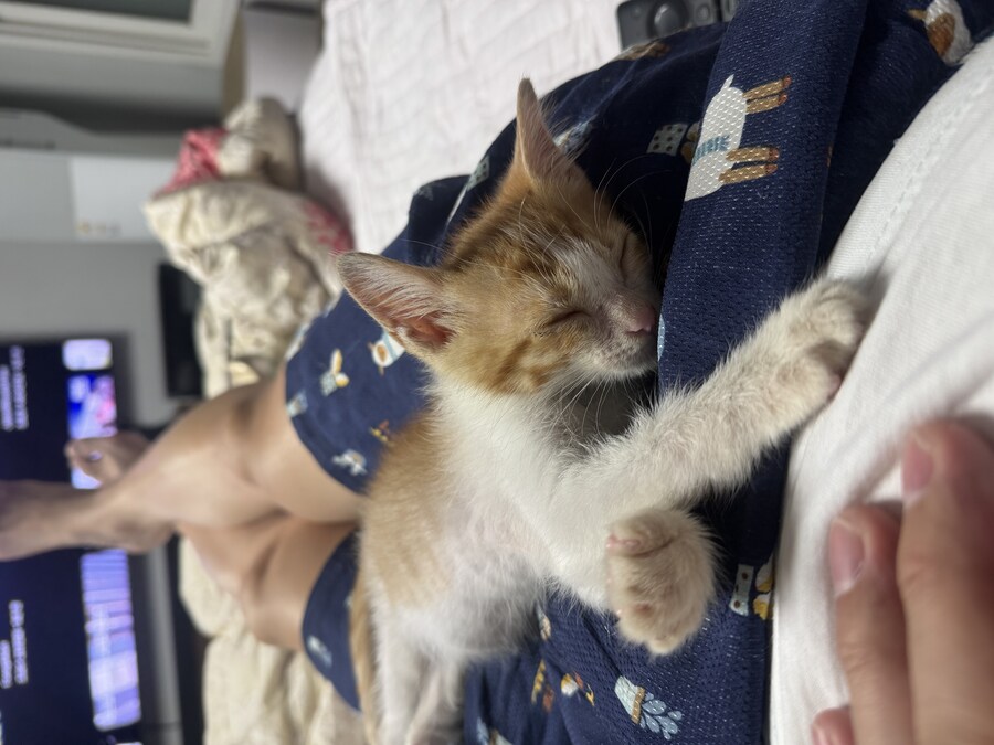 줍고보니 개냥이_6.jpg