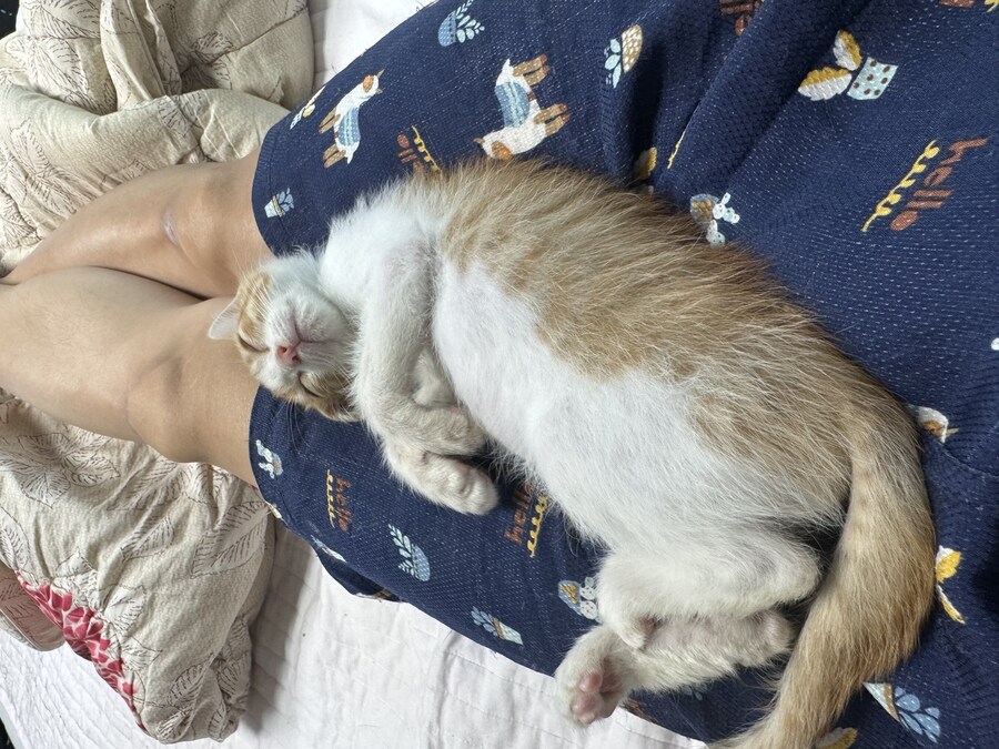 줍고보니 개냥이_11.jpg