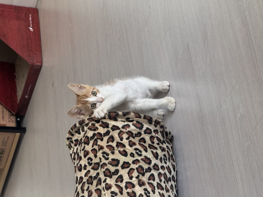 줍고보니 개냥이_15.jpg
