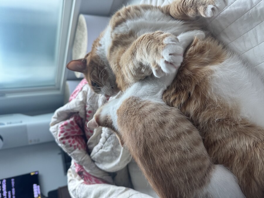 줍고보니 개냥이_17.jpg