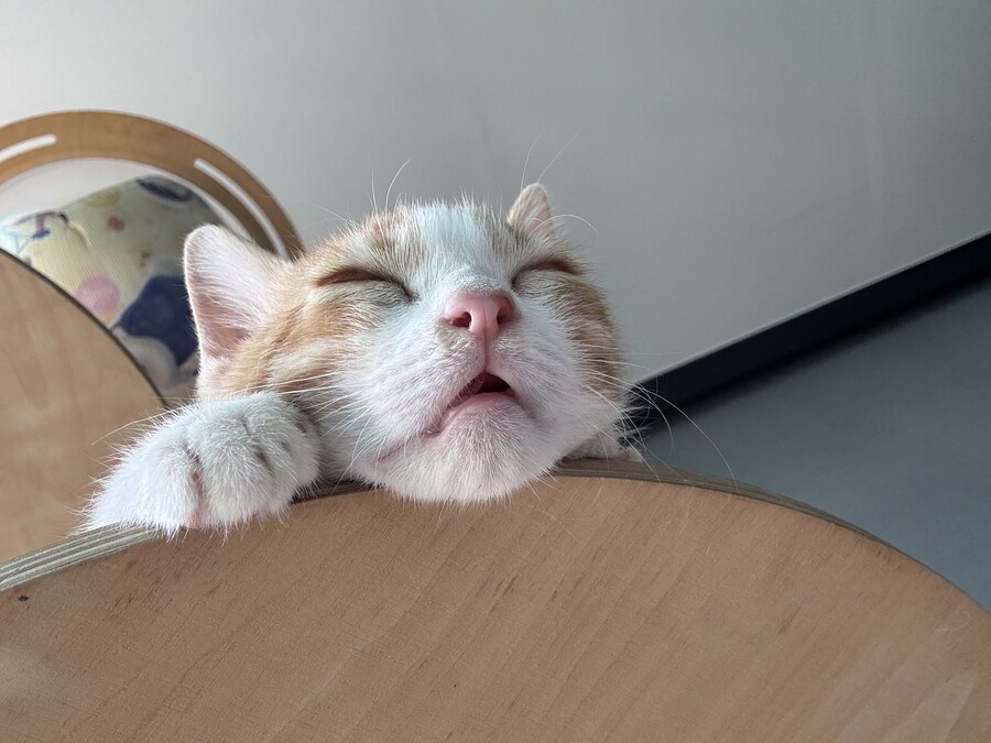 줍고보니 개냥이_19.jpg