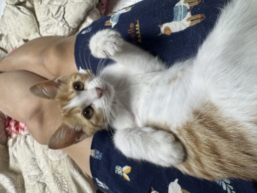 줍고보니 개냥이_23.jpg