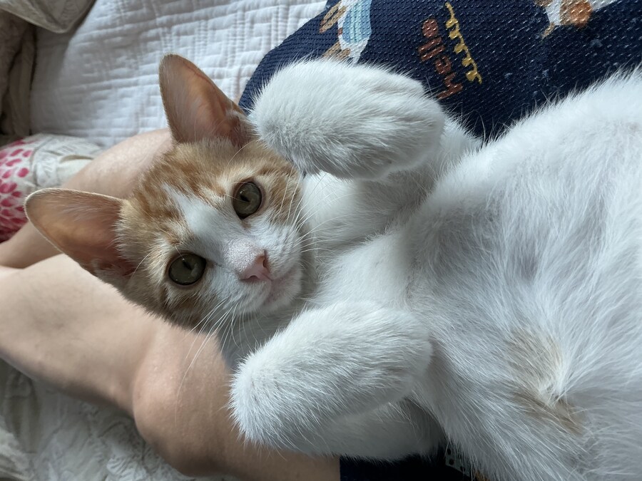 줍고보니 개냥이_25.jpg