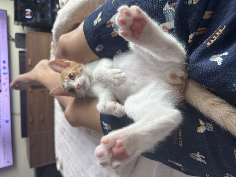 줍고보니 개냥이_27.jpg