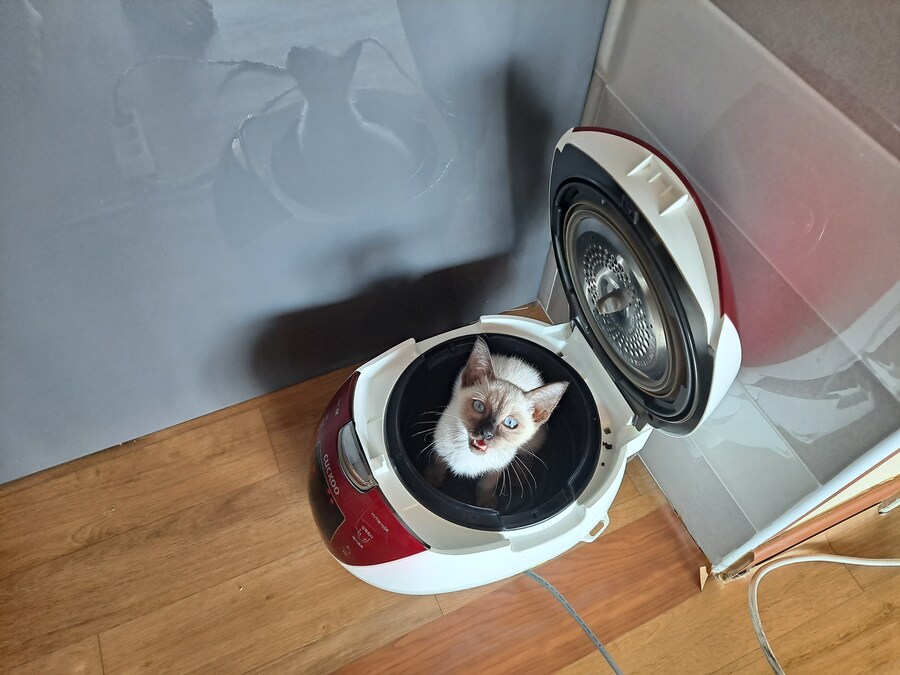 한살도 안된 고양이가 자기 인생샷 만들었어요...._1.jpg