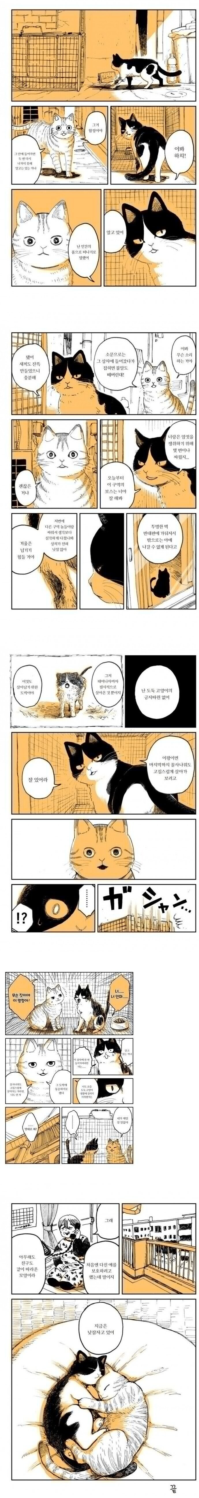 길고양이 생활 청산하는 만화_1.jpg