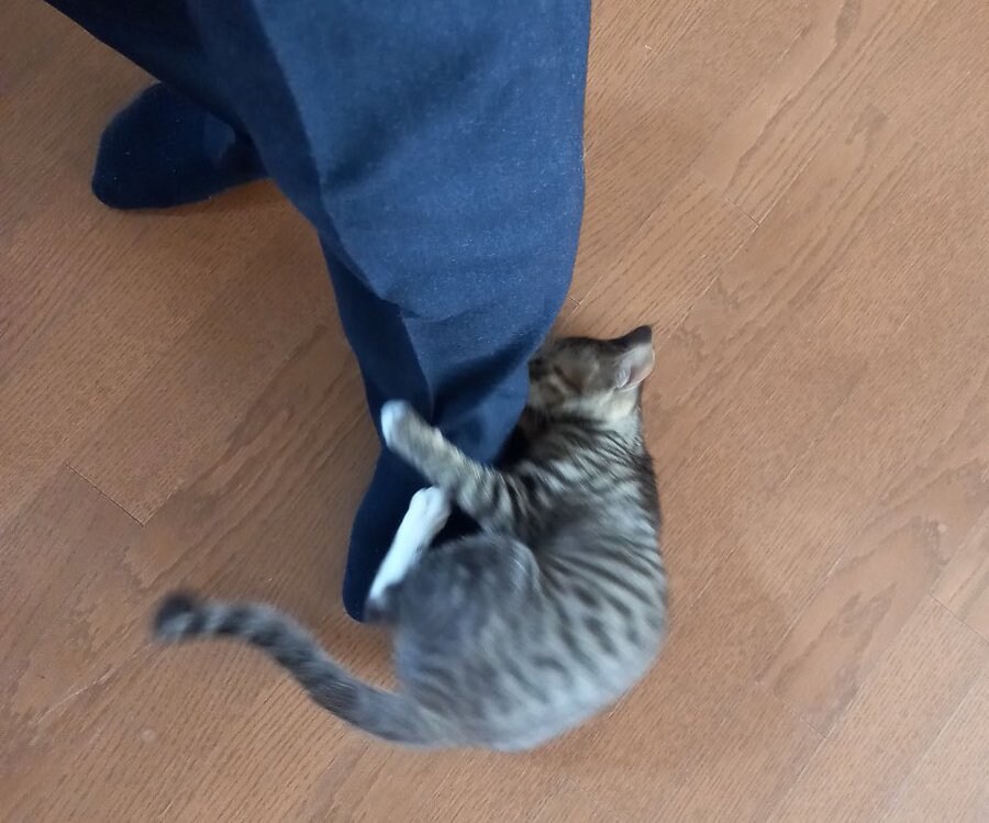 교수님네 고양이가 개강 이해못하고 교수님 팸.twit_3.jpg