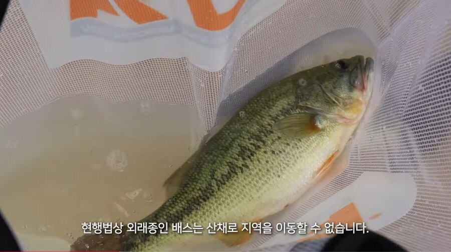 의외로 국내법상 살려서 가져가면 안되는 생선_2.jpg