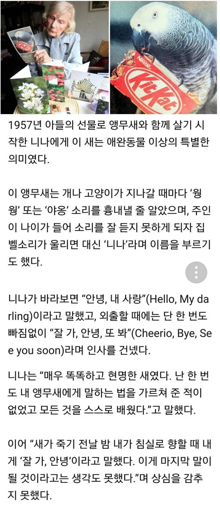 55년간 살아온 앵무새의 유언_1.png