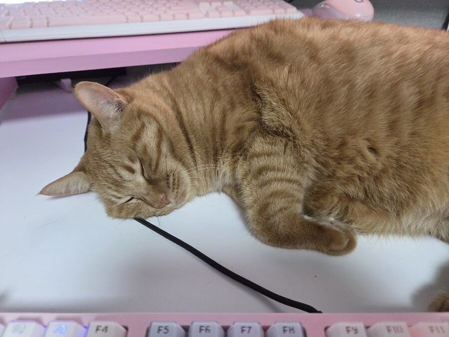 너희들은 고양이 함부로 키우지마라_1.jpg