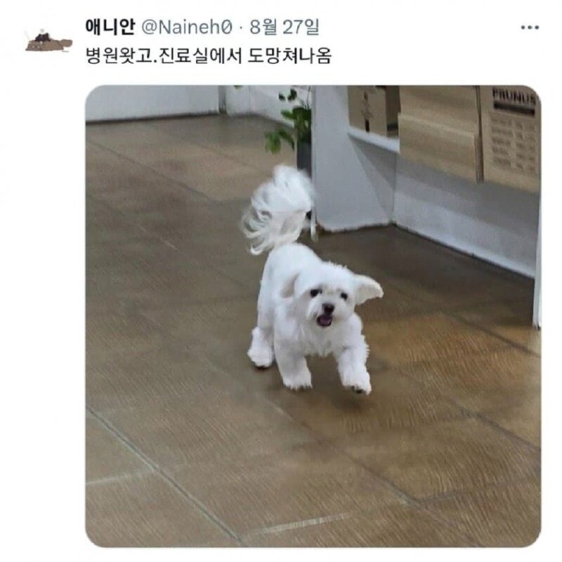 진료실에서 도망나온 댕댕이_1.png
