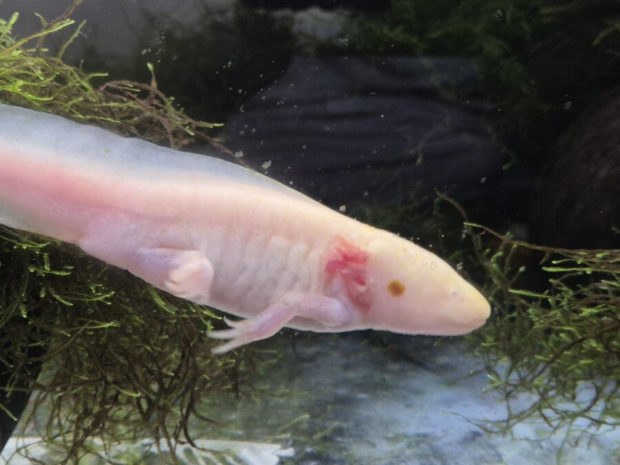 수조)내려오는 럼프_2.jpg