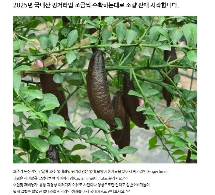 들어는 보셨나요 "핑거라임"_1.jpg