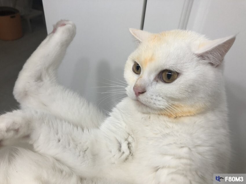 김치찌개 뺏어먹는 못되게 생긴 고양이_3.jpg
