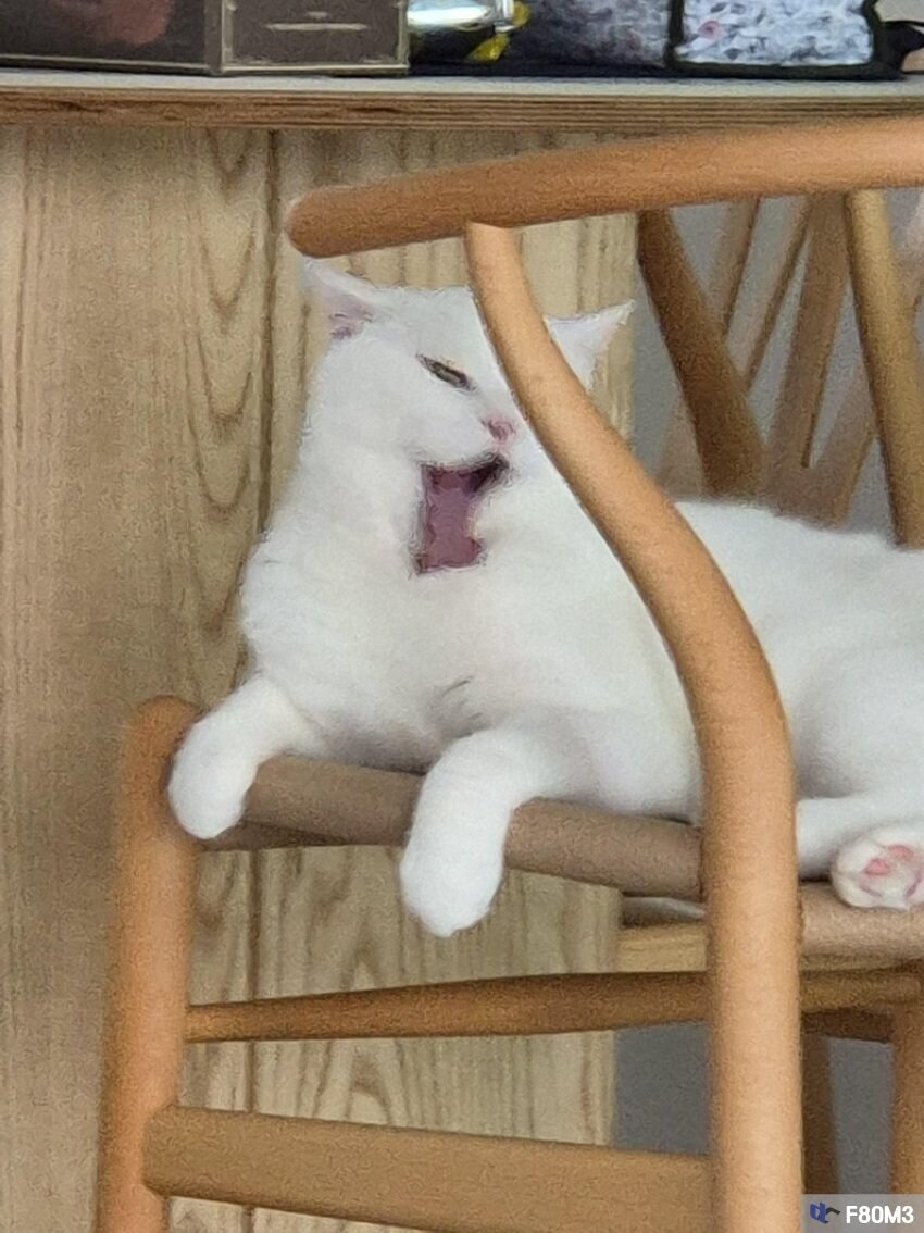 김치찌개 뺏어먹는 못되게 생긴 고양이_7.jpg