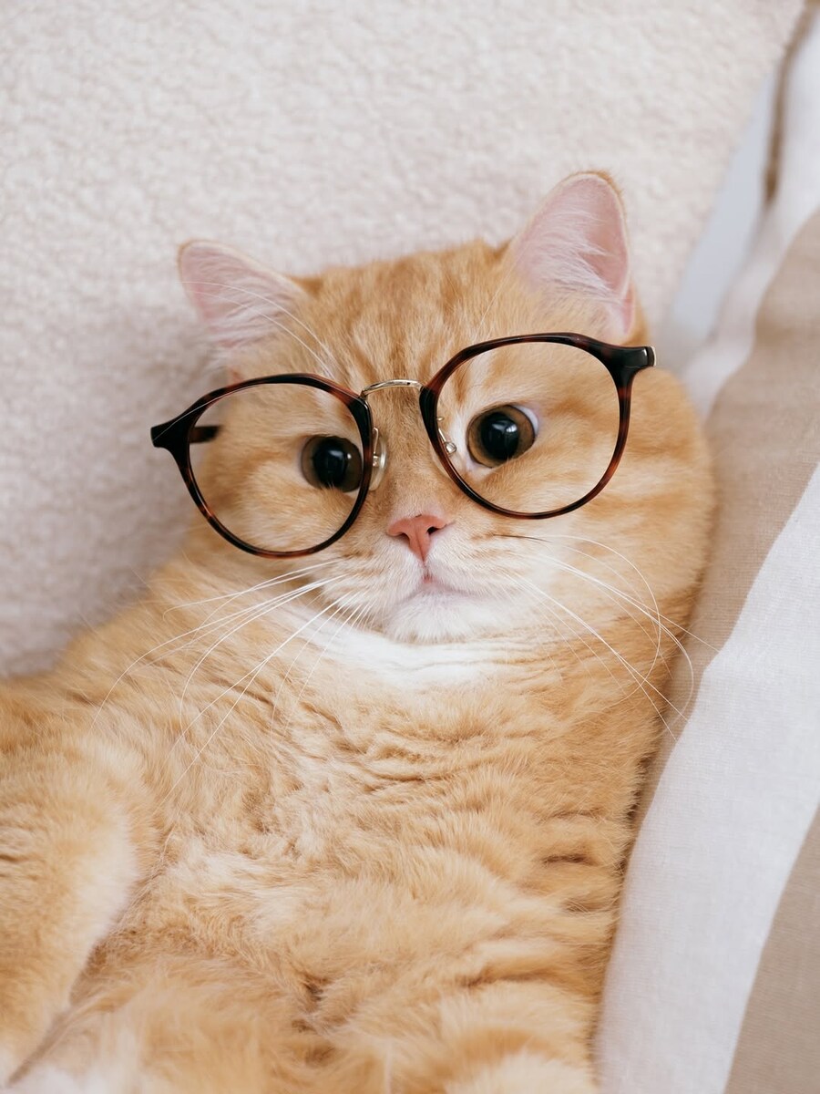안경냥..._9.jpg