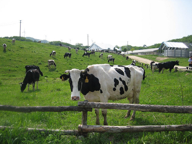 이론상 맛있는 빵을 가장 싸게 만들 수 있는 곳_1.jpg