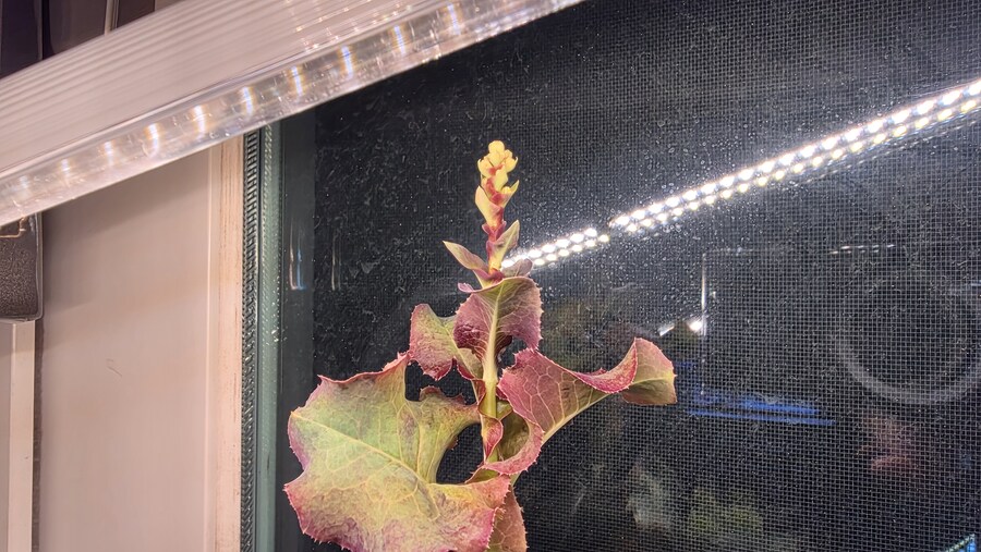 상추에 꽃이 피려고 해요_1.jpg