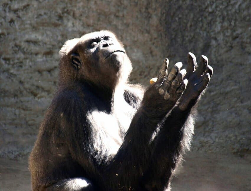 에일리언)스포) 드디어 우월한 신인류를 만들어낸 인간들_6.jpg