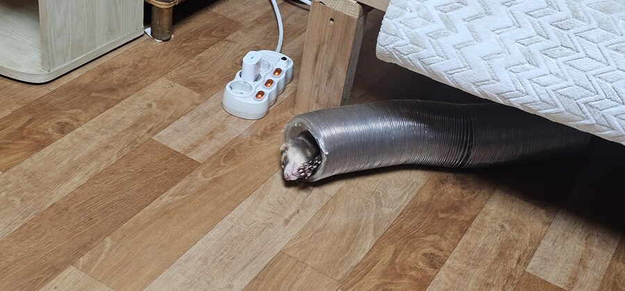 귀여운거보고가_2.jpg
