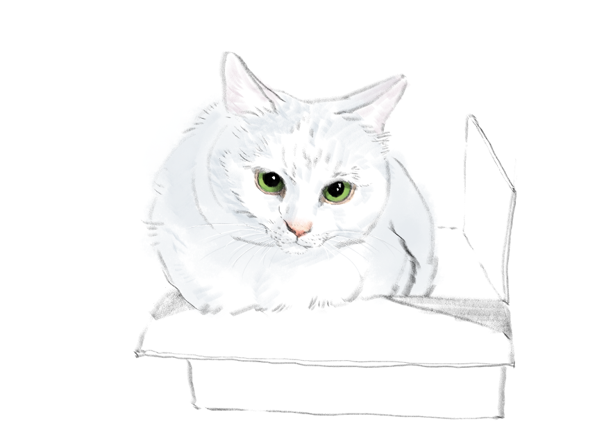 고양이) 넘으집 고양이_1.png