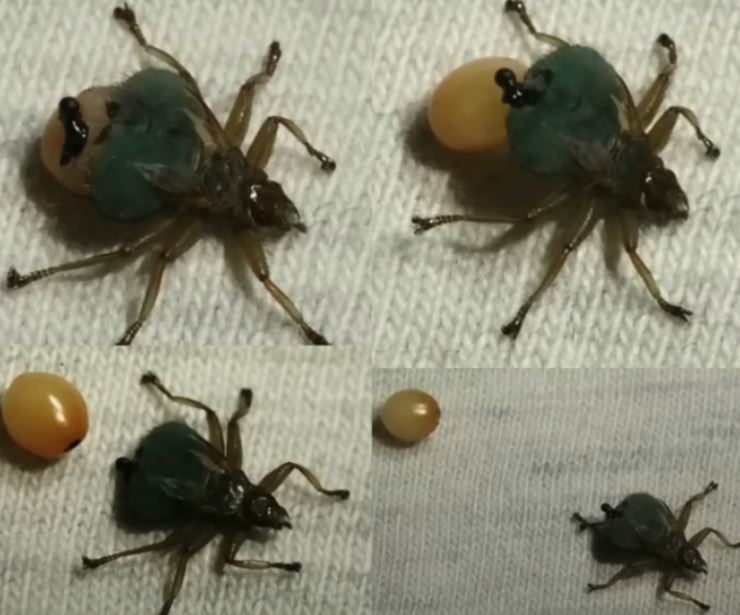 혐) ㅇㅇㄱㅇㅅㄷㅇㅍㄹ) ㅇㅍㄹ가 식물의 잎을 뜻하는거로 알고 있는 애들이 많은데_1.jpg