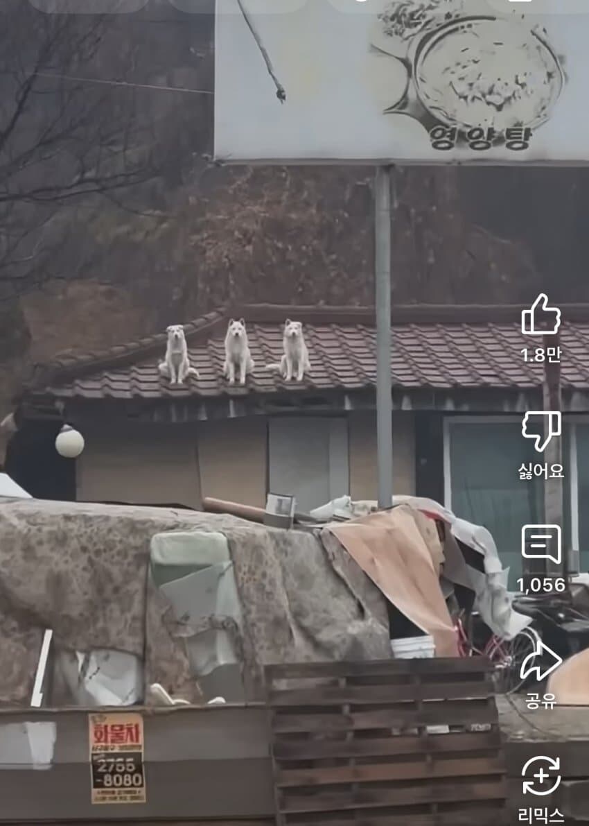삼대장 개 짤의 진실_2.jpg