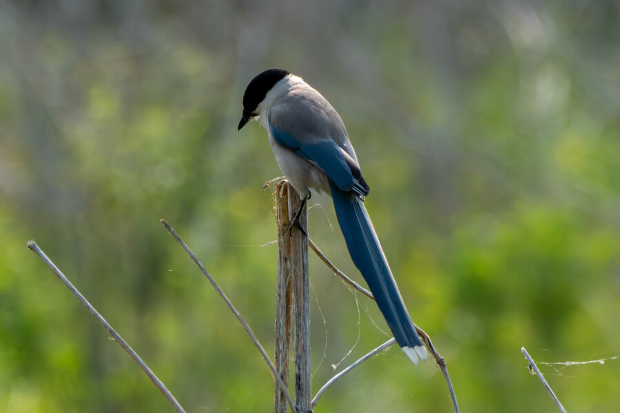 5월,6월 창릉천, 원당목장, 파주삼릉 탐조_3.jpg