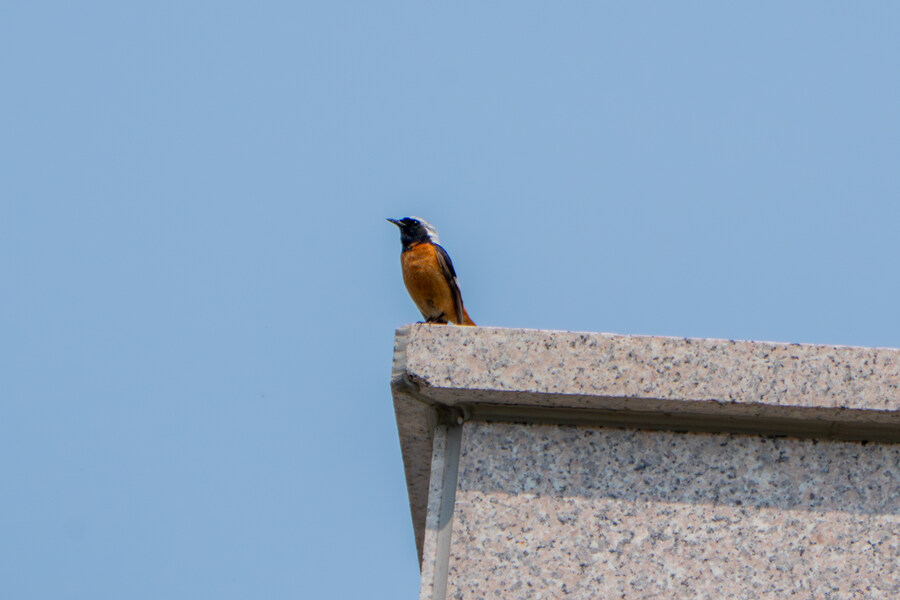 5월,6월 창릉천, 원당목장, 파주삼릉 탐조_8.jpg