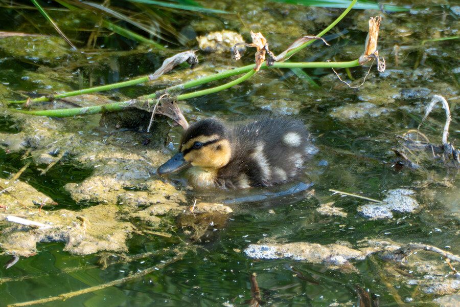 5월,6월 창릉천, 원당목장, 파주삼릉 탐조_15.jpg