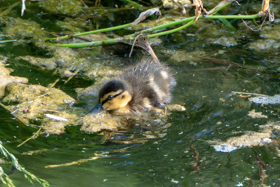 5월,6월 창릉천, 원당목장, 파주삼릉 탐조_16.jpg