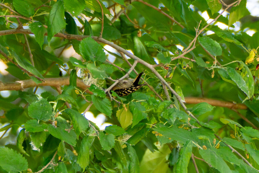 5월,6월 창릉천, 원당목장, 파주삼릉 탐조_19.jpg