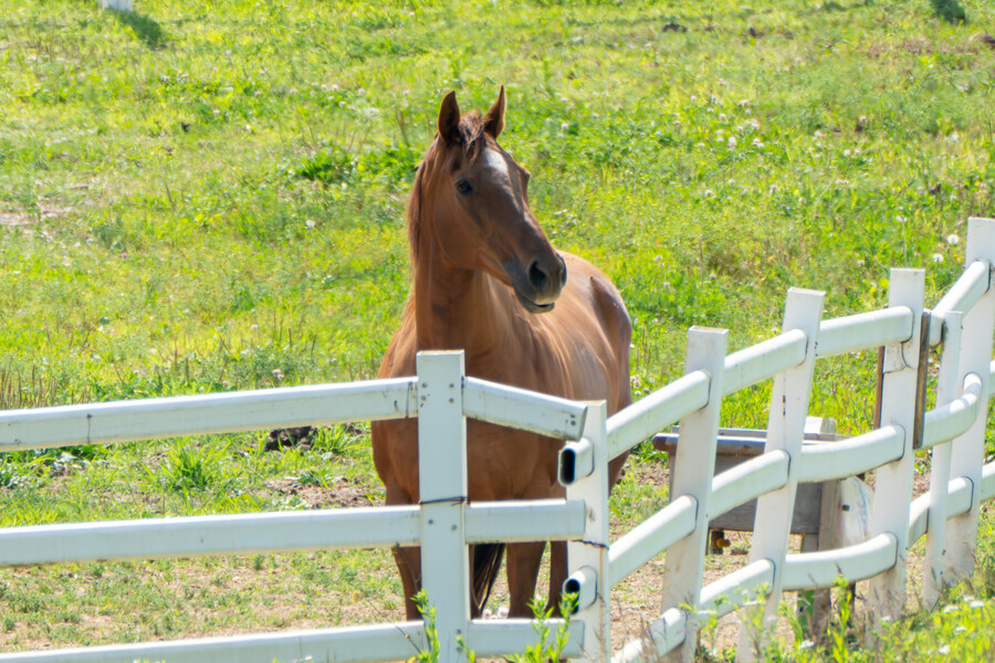 5월,6월 창릉천, 원당목장, 파주삼릉 탐조_21.jpg