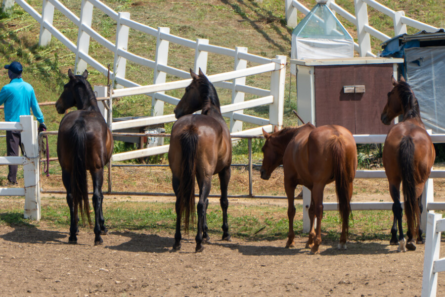 5월,6월 창릉천, 원당목장, 파주삼릉 탐조_22.jpg