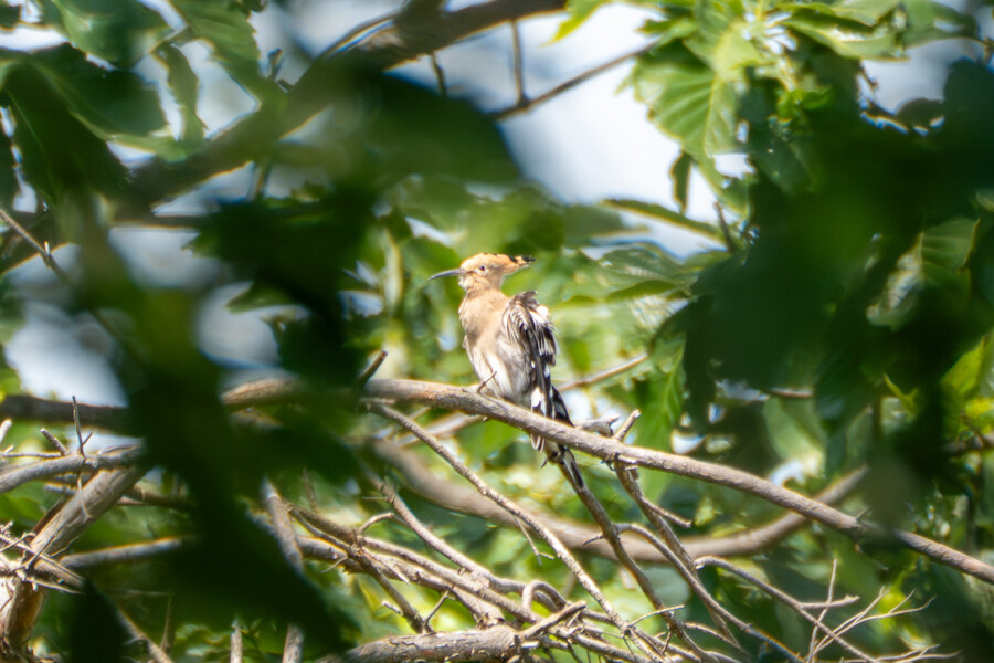 5월,6월 창릉천, 원당목장, 파주삼릉 탐조_26.jpg