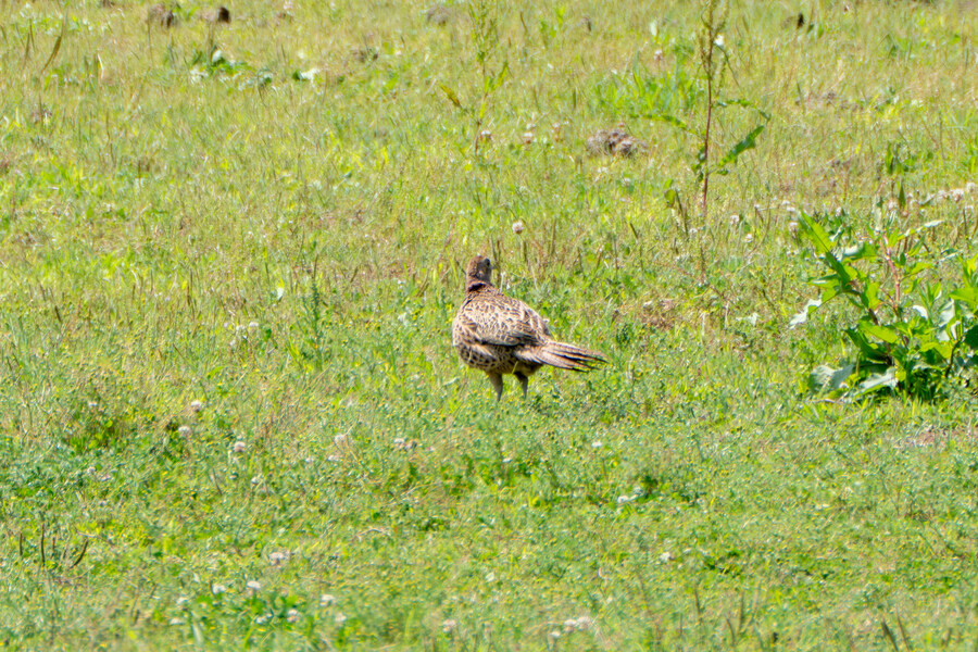 5월,6월 창릉천, 원당목장, 파주삼릉 탐조_28.jpg
