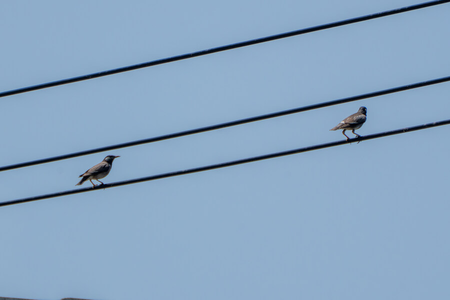 5월,6월 창릉천, 원당목장, 파주삼릉 탐조_32.jpg