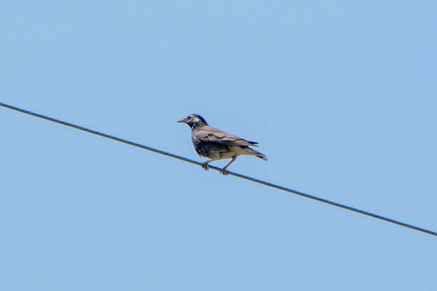 5월,6월 창릉천, 원당목장, 파주삼릉 탐조_33.jpg