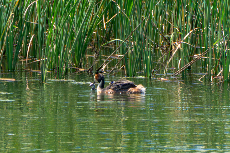 5월,6월 창릉천, 원당목장, 파주삼릉 탐조_34.jpg