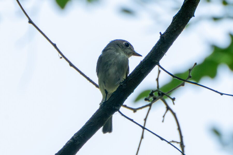 5월,6월 창릉천, 원당목장, 파주삼릉 탐조_42.jpg