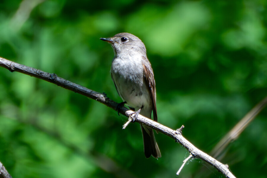 5월,6월 창릉천, 원당목장, 파주삼릉 탐조_44.jpg