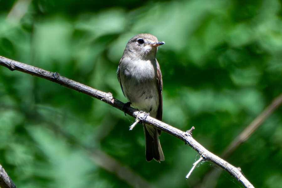 5월,6월 창릉천, 원당목장, 파주삼릉 탐조_43.jpg