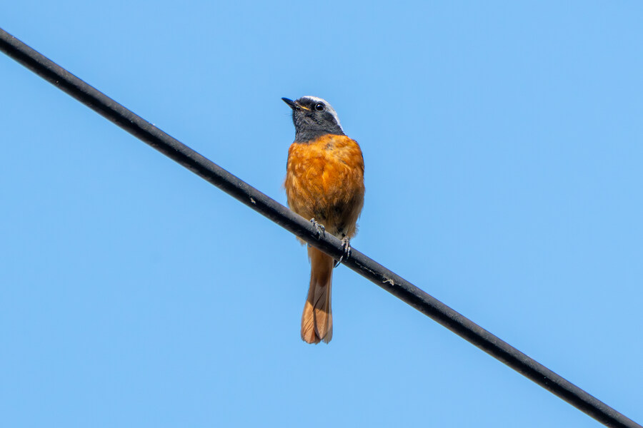 5월,6월 창릉천, 원당목장, 파주삼릉 탐조_47.jpg