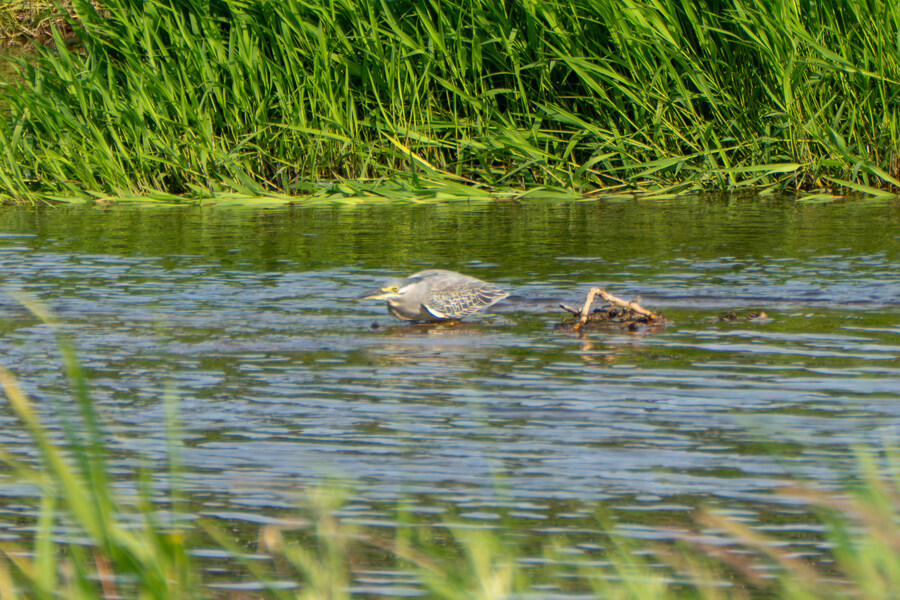 5월,6월 창릉천, 원당목장, 파주삼릉 탐조_52.jpg
