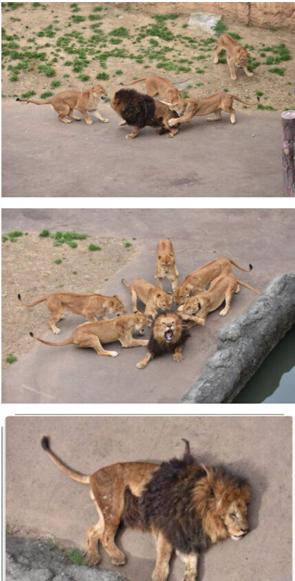 코드기어스)를르슈가 히로인을 한 명만 선택한 이유_3.jpg