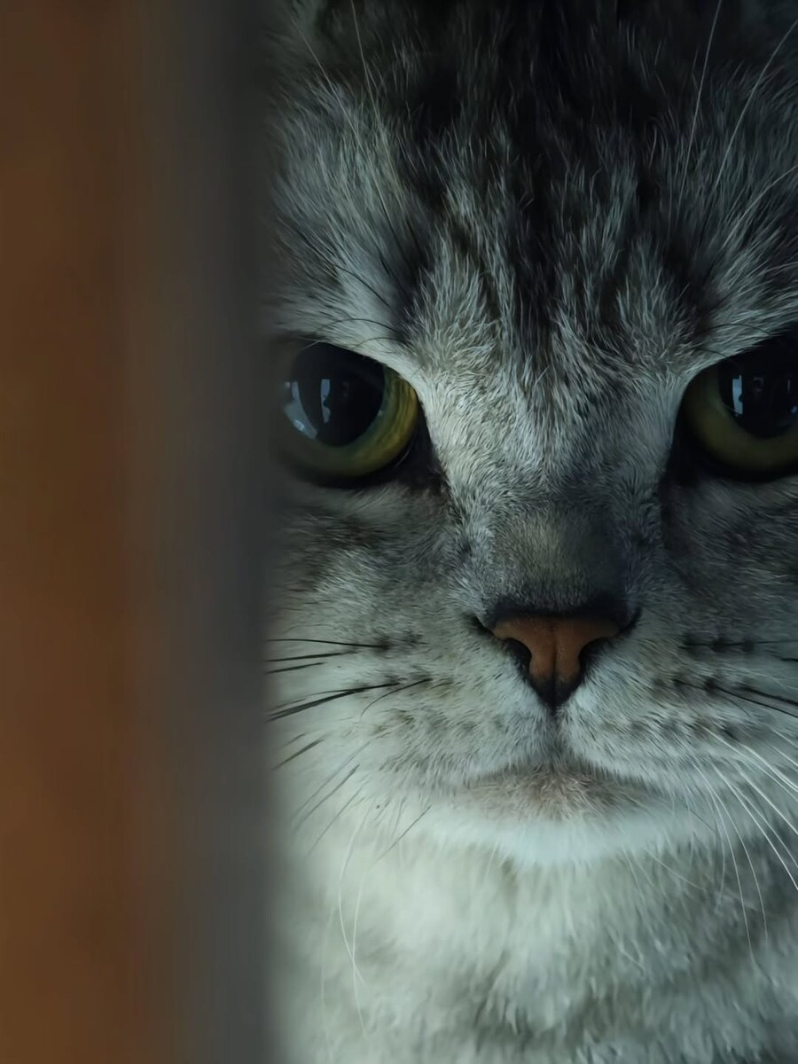 멋있는 냐옹이 짤..._1.jpg