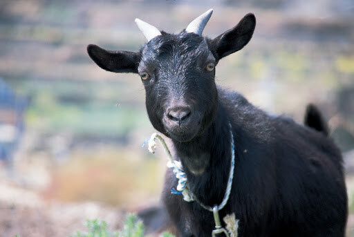 요즘 흑염소집 늘어나고 있는데 주의해야하는 이유_1.jpg