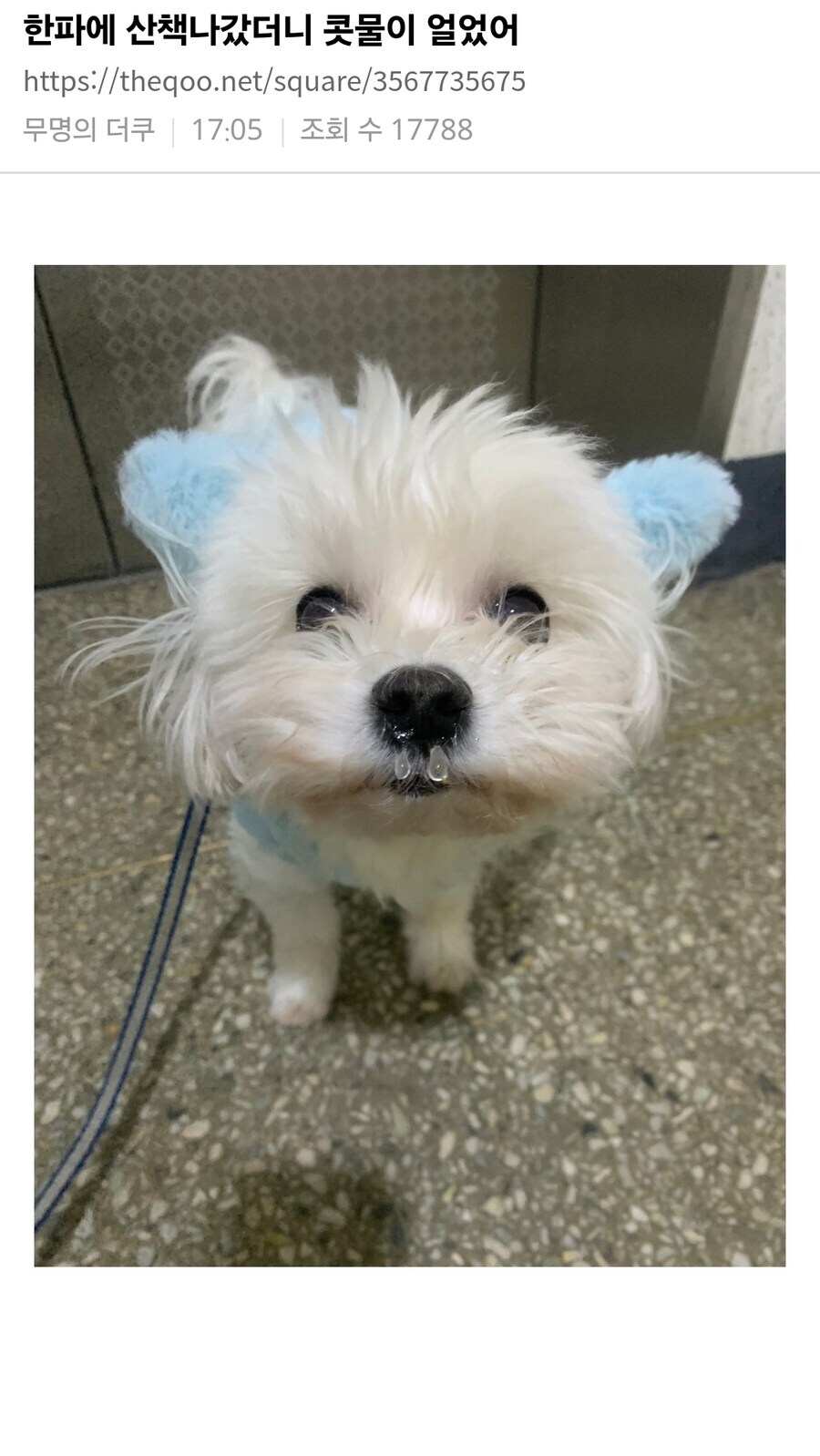 추운 겨울에 댕댕이 산책시킨 결과.jpg